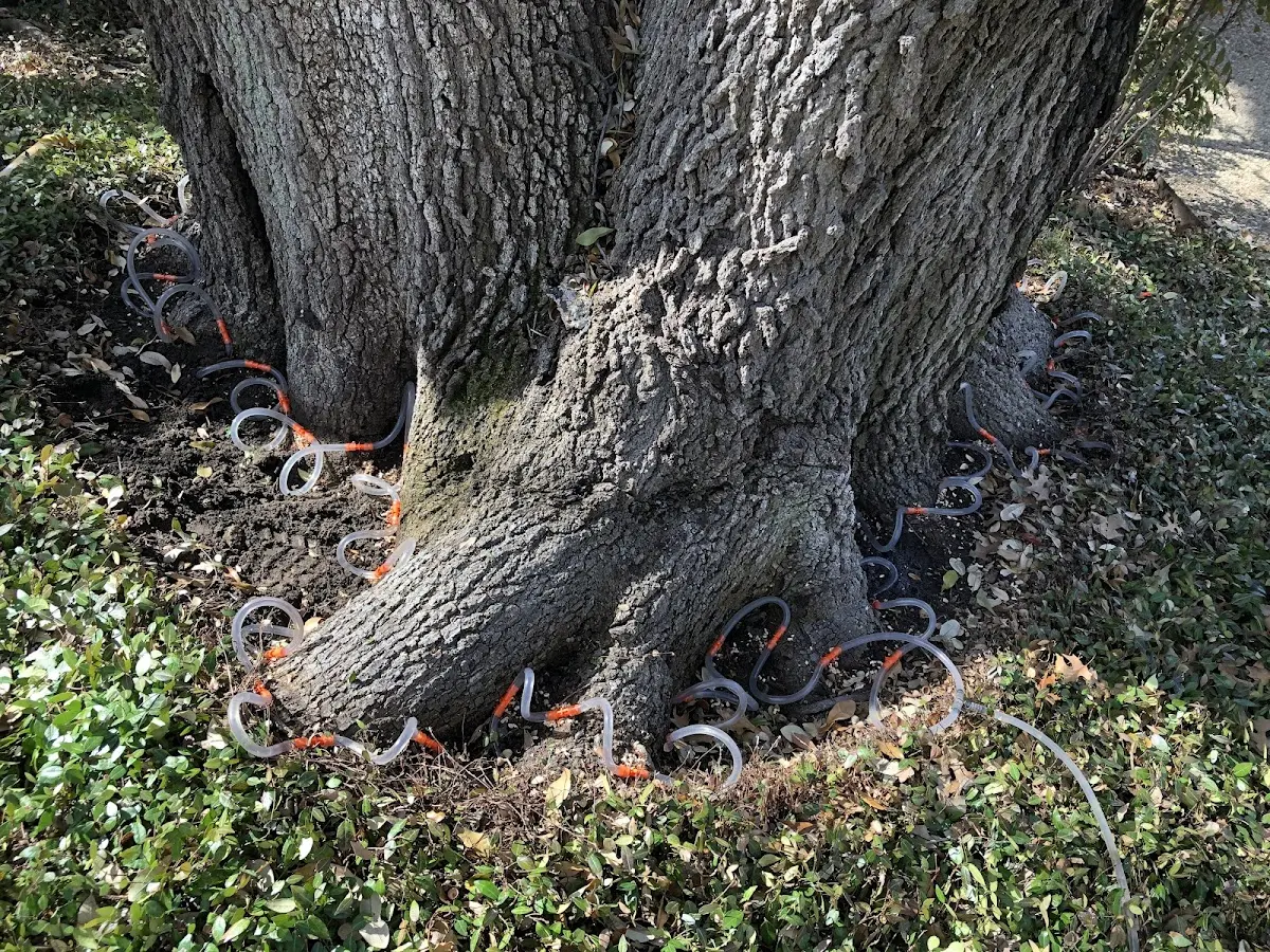 Detailed Tree Cabling and Bracing job site in Starksboro