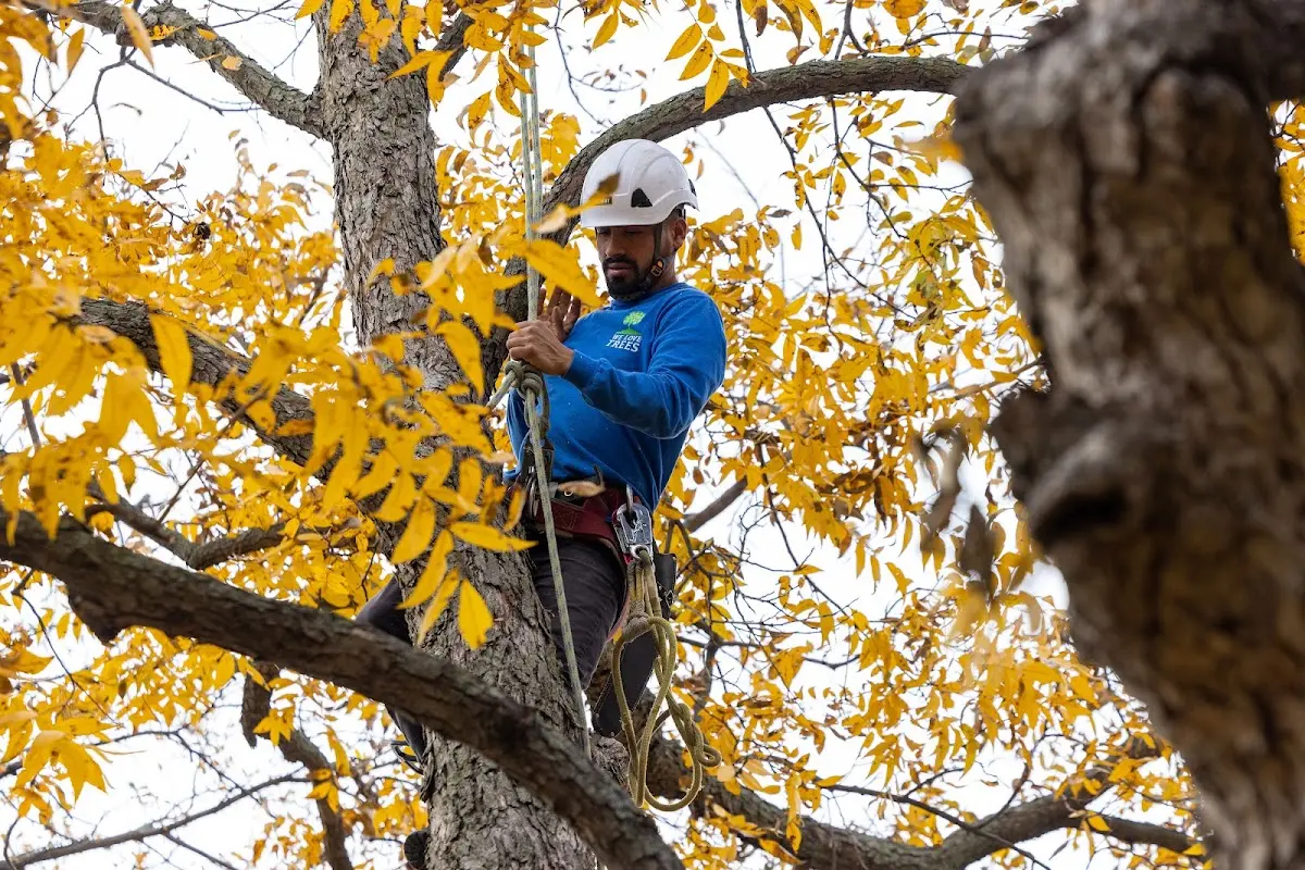 Skilled Tree Planting crew working in Starksboro