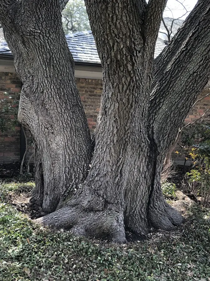 Mature heritage tree close to a Starksboro property cared for by certified arborists